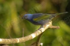 Sanhaçu 2 <em>(2028)</em>