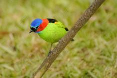 Saíra 7 Cores 16 <em>(2029)</em>