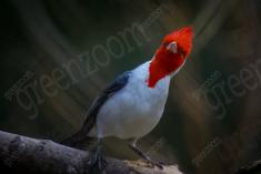 Cardeal II <em>(203)</em>