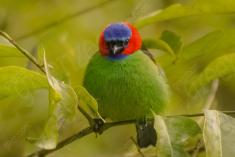 Saíra 7 Cores 17 <em>(2030)</em>