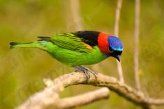 Saíra 7 Cores 18 <em>(2031)</em>