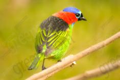 Saíra 7 Cores 19 <em>(2032)</em>