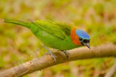 Saíra 7 Cores 20 <em>(2033)</em>