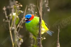 Saíra 7 Cores 21 <em>(2034)</em>