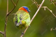 Saíra 7 Cores 22 <em>(2035)</em>