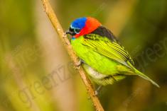 Saíra 7 Cores 23 <em>(2036)</em>