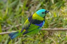 Saíra 7 Cores 24 <em>(2037)</em>