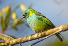 Saíra 7 Cores 25 <em>(2038)</em>