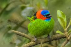 Saíra 7 Cores 26 <em>(2039)</em>