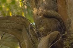 Serelepe 8 <em>(2040)</em>