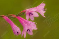 Flor 251 <em>(2041)</em>