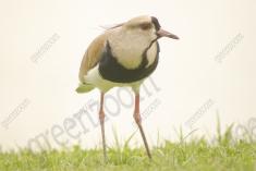 Quero Quero 11 <em>(2042)</em>