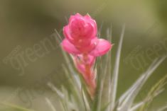 Flor 252 <em>(2043)</em>