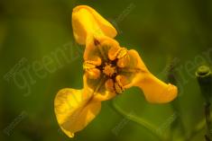 Flor 253 <em>(2044)</em>