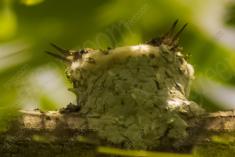 Beija Flor 63 <em>(2045)</em>