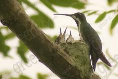 Beija Flor 64 <em>(2046)</em>