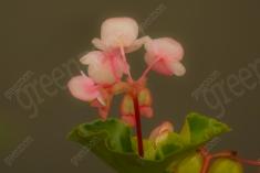 Flor 254 <em>(2047)</em>