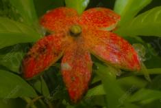 Abstrato 12 <em>(2049)</em>