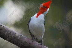 Cardeal I <em>(205)</em>