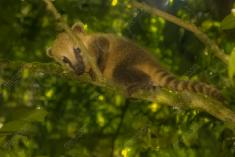 Quati 5 <em>(2052)</em>