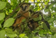 Quati 6 <em>(2053)</em>