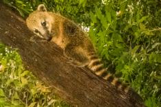 Quati 8 <em>(2055)</em>