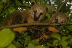 Quati 9 <em>(2056)</em>