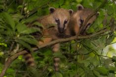 Quati 10 <em>(2057)</em>