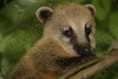 Quati 11 <em>(2058)</em>