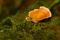 Cogumelo 44 <em>(2059)</em>