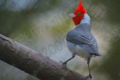 Cardeal III <em>(206)</em>