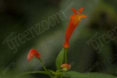 Flor 248 <em>(2060)</em>