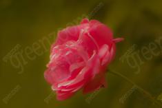 Flor 249 <em>(2061)</em>