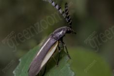 Inseto 188 <em>(2062)</em>