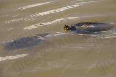 Tartaruga 4 <em>(2063)</em>