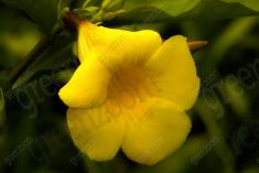 Flor 250 <em>(2064)</em>