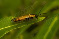 Inseto 189 <em>(2065)</em>