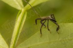 Inseto 190 <em>(2066)</em>