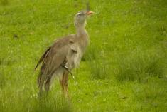 Siriema 1 <em>(2067)</em>