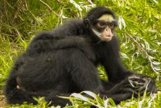 Macaco 39 <em>(2068)</em>