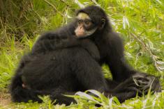 Macaco 40 <em>(2069)</em>