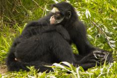 Macaco 41 <em>(2070)</em>