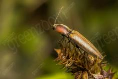 Inseto 191 <em>(2071)</em>