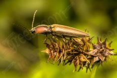 Inseto 192 <em>(2072)</em>