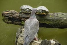 Pombo 1 <em>(2073)</em>