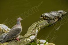 Pombo 2 <em>(2074)</em>