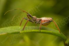 Inseto 193 <em>(2075)</em>