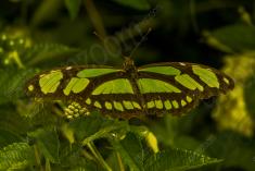 Borboleta 186 <em>(2076)</em>