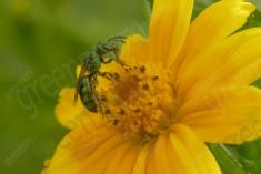 Vespa 3 <em>(2077)</em>