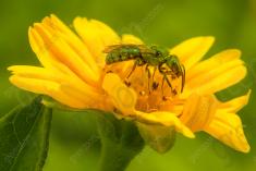 Vespa 4 <em>(2078)</em>